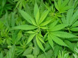 San Diego Marijuana Laws